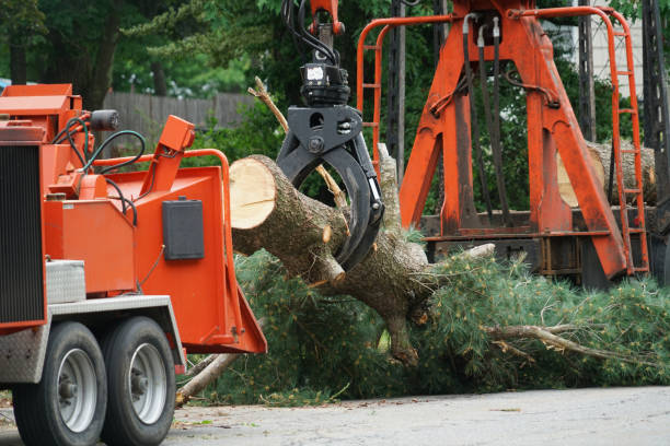 Best Stump Grinding and Removal  in , PA